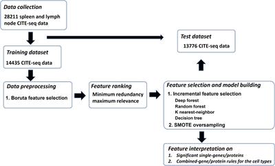 Characterization of spleen and lymph node cell types via CITE-seq and machine learning methods